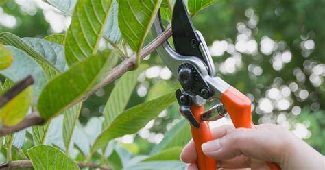 Ethereum: What do pruning nodes contribute to the network?
