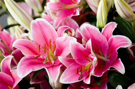 Lilies Not for Me 2025
